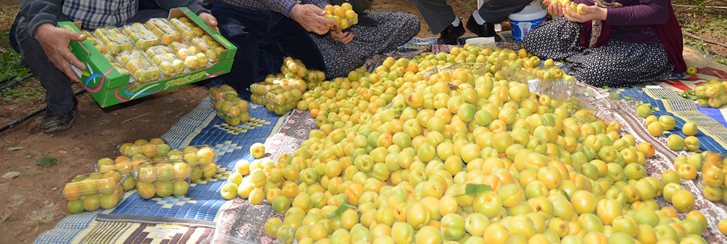 malatya-sevkar-kayisi